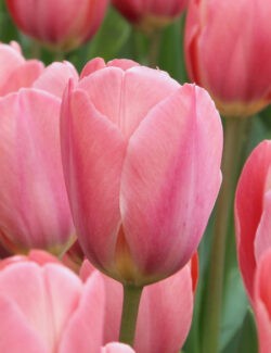 Darwin Hybrid Tulip Design Impression
