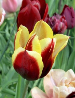 Triumph Tulp Gavota