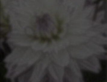 Colchicum