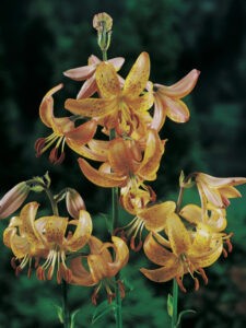 Lilium martagon Guinea Gold