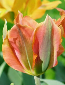 Viridiflora Tulip Artist