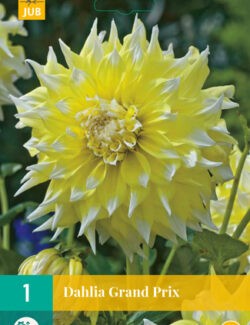 Dahlia Grand Prix