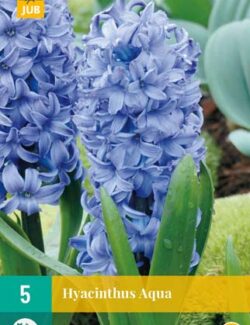 Single Hyacinth Aqua - 300260