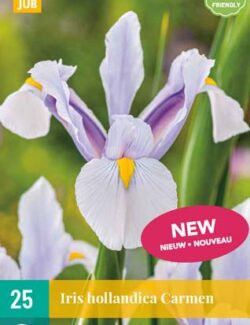 Iris hollandica Carmen