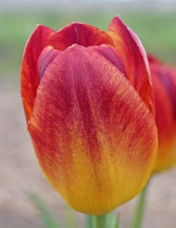 Triumph Tulip Amberglow