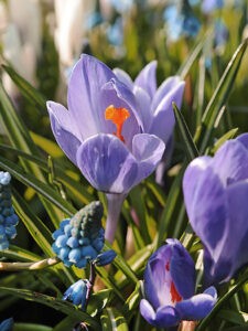Crocus Aqua