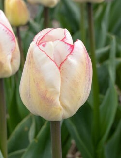 Triumph Tulip Hugs & Kisses