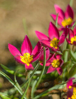 Botanical Tulip pulchella Violacea Yellow Heart