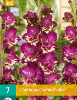 Gladiolus Circus Color