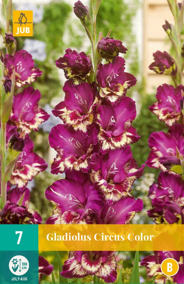 Gladiolus Circus Color