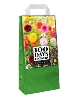 Dahlia 100 Days of flowers