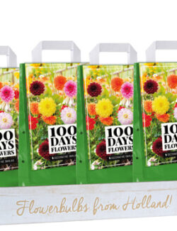 Dahlia 100 Days of flowers