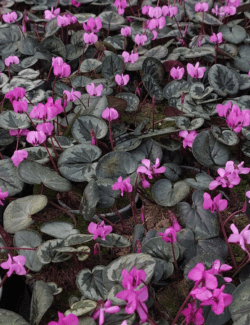 Cyclamen Coum in pots