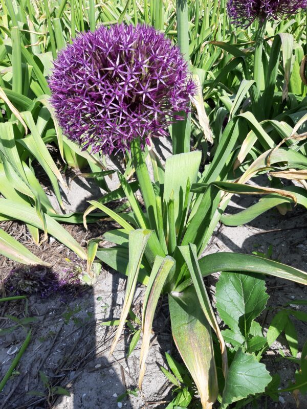 Allium Atlas