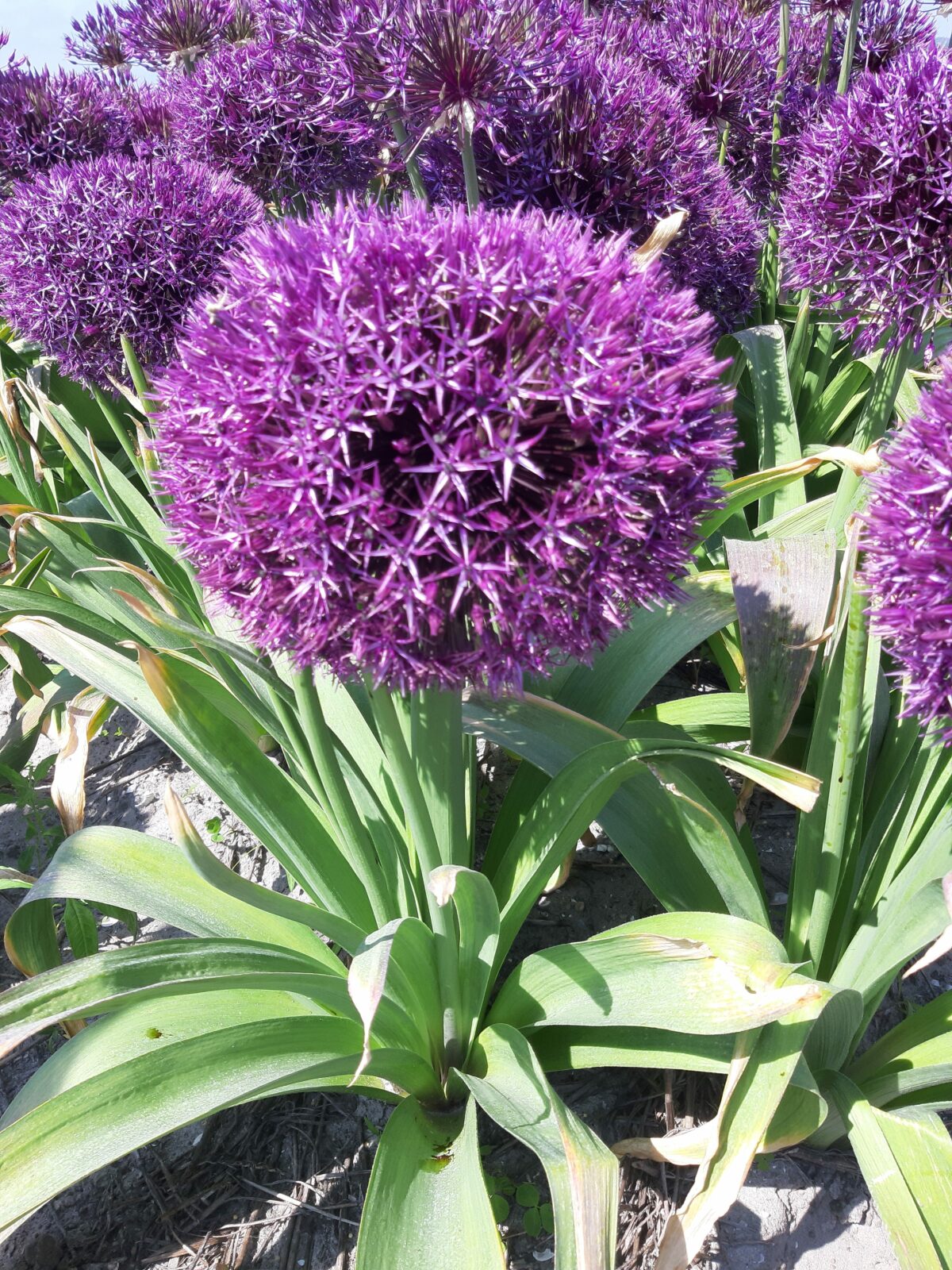 Allium His Excellency Bulk Bulbs Ie