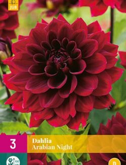 Dahlia Arabian Night XXL Pack