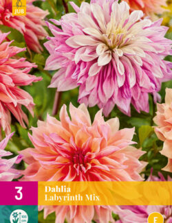 Dahlia Labyrinth Mix Prepack