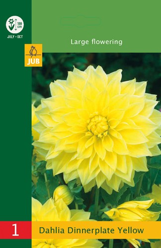 1 Dahlia Dinnerplate Yellow I