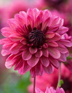 Decorative Dahlia Bacardi