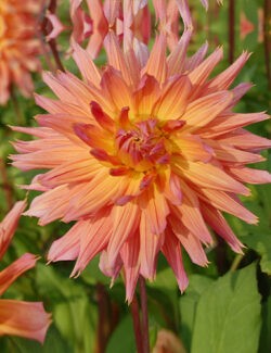 Dahlia Omega in full bloom