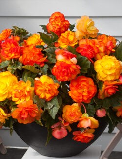 Begonia Cascade Sunray