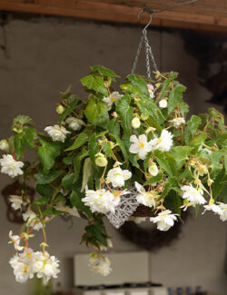 Begonia Pendula White