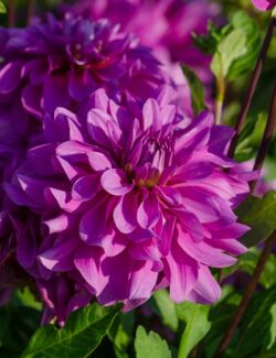 Dahlia Bluetiful