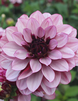 Dahlia Creme de Cassis