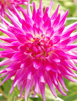 Dahlia Dutch Explosion