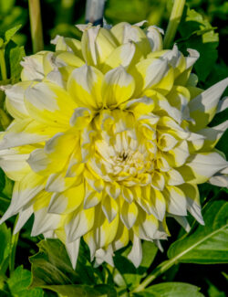 Dahlia Grand Prix