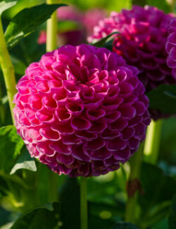 Dahlia Jowey Frambo