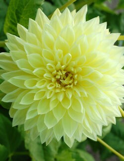 Dahlia Kelvin Floodlight