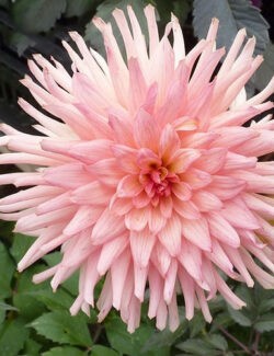 Dahlia Preference