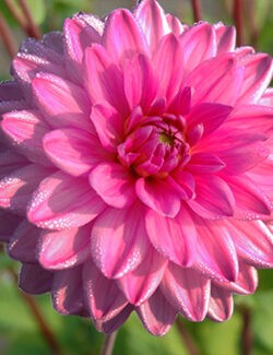 Dahlia Rosella