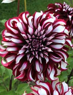 Dahlia Tartan