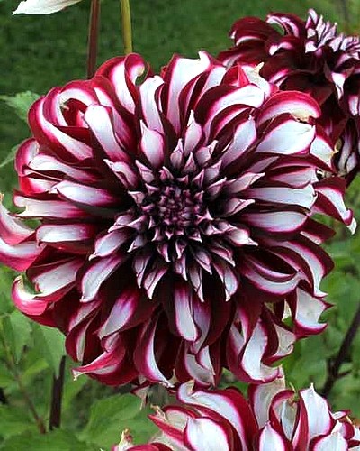 Summer Bulbs | Dahlia Tartan | Bulbs.ie