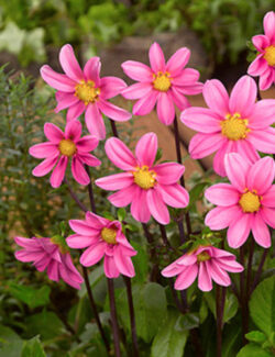 Dahlia Topmix Pink