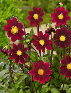 Dahlia Topmix Purple