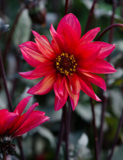 Dahlia Waltzing Mathilda