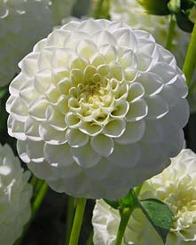 Dahlia White Aster