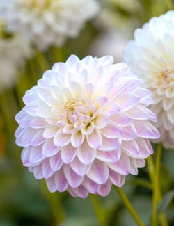 Dahlia Wittem