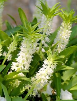 Eucomis Autumnalis