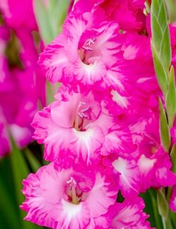 Gladiolus Fairytale Pink