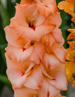 Gladiolus Orangerie