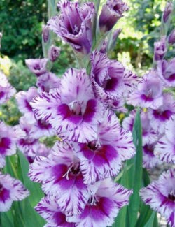 Gladiolus Passos