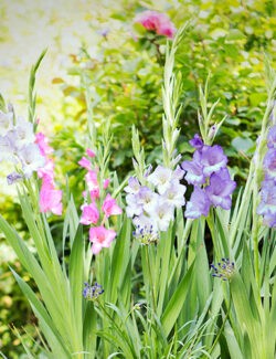 Gladiolus Pastel Mix