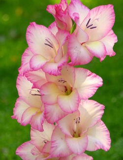 Gladiolus Priscilla