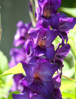 Gladiolus Purple Flora