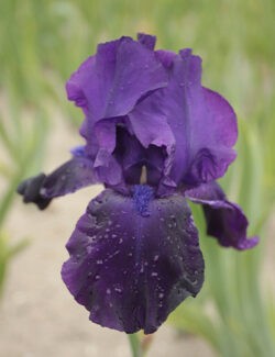 Iris germanica Night Owl