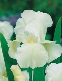 Iris germanica White Knight